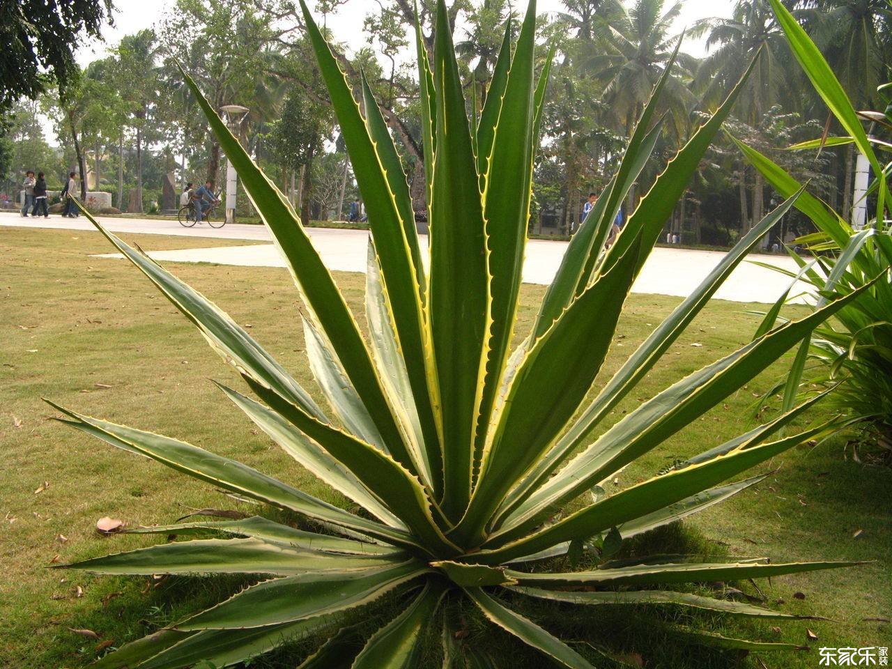 哪些植物去除甲醛效果好？